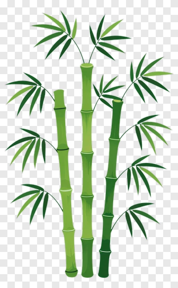 Bamboo Plant PNG