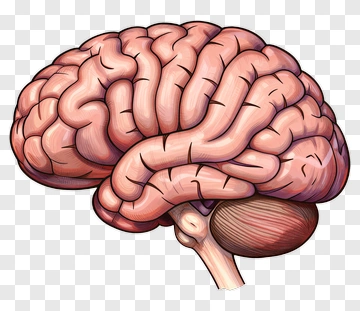 Human Brain Illustration PNG