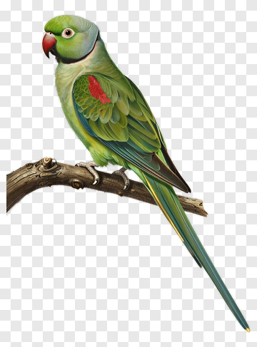 Green Parrot Perched On Branch PNG