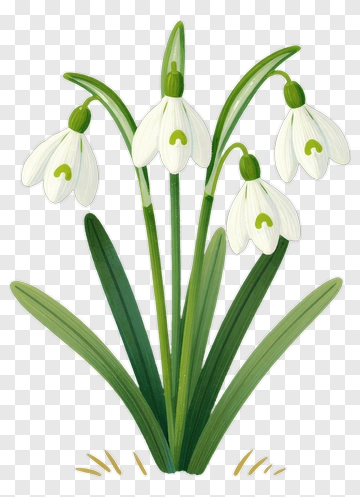 Snowdrop Flower With Green Leaves PNG