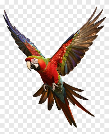 Red Green Blue Macaw In Flight PNG