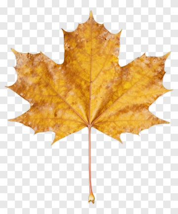 Yellow Maple Leaf On Soil PNG