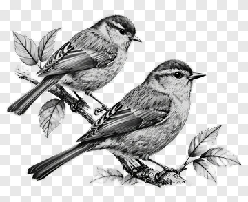 Two Birds Perched On Branch PNG
