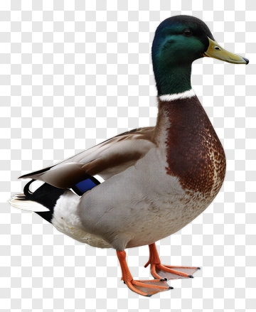 Male Mallard Duck Standing PNG