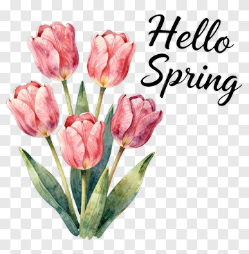 Pink Tulips With Hello Spring Text PNG
