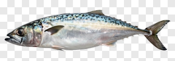 Fresh Mackerel Fish PNG