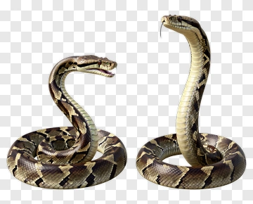 Two Snakes Facing Each Other PNG