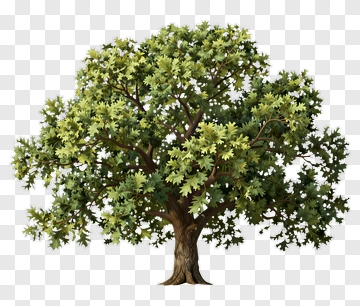 Tree With Dense Canopy PNG
