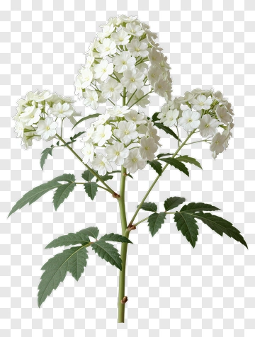 White Flower Bouquet With Green Leaves PNG