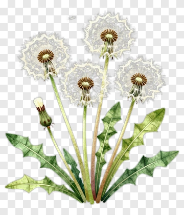 Dandelion With Seed Heads And Leaves PNG