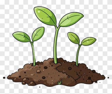 Three Seedlings Growing In Soil PNG