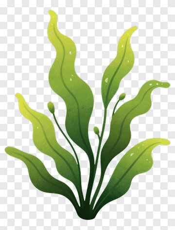 Green Seaweed Illustration PNG