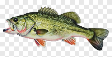 Detailed Illustration Of A Bass Fish PNG