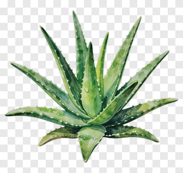 Aloe Vera Plant PNG