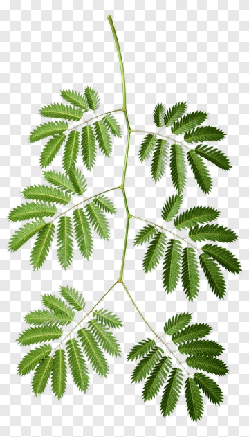 Green Leaf On Stem PNG