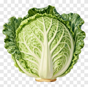 Fresh Cabbage PNG