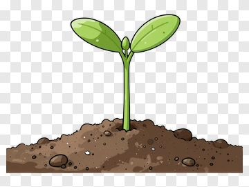 Growing Seedling In Soil PNG