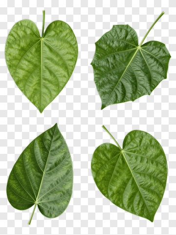 Four Green Leaves Arranged On A Surface PNG