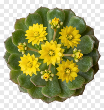Succulent With Yellow Flowers PNG