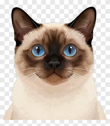 Siamese Cat Portrait PNG