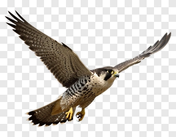 Falcon In Flight PNG
