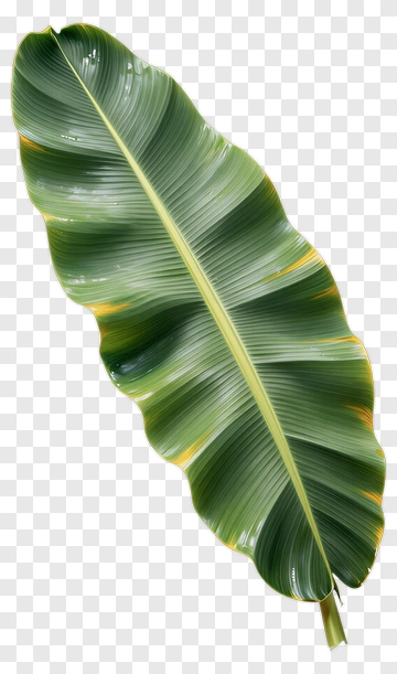 Banana Leaf With Yellow Edges PNG