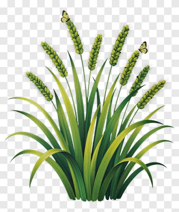 Wheat Plant With Butterflies PNG