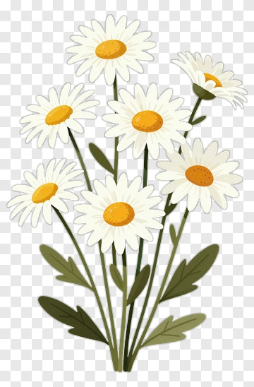 Daisy Flower Bouquet PNG