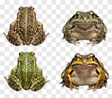 Four Frogs In Different Poses PNG