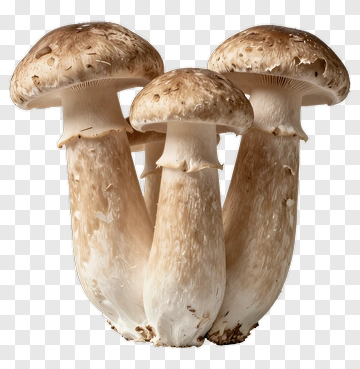 Cluster Of Mushrooms PNG