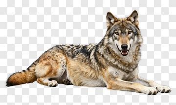 Wolf Lying Down PNG