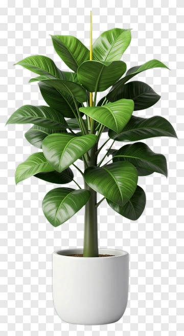 Ficus Tree In White Pot PNG