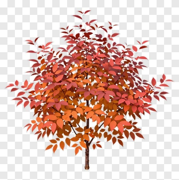 Autumn Tree With Red And Orange Leaves PNG