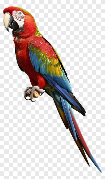 Red And Blue Macaw Parrot PNG