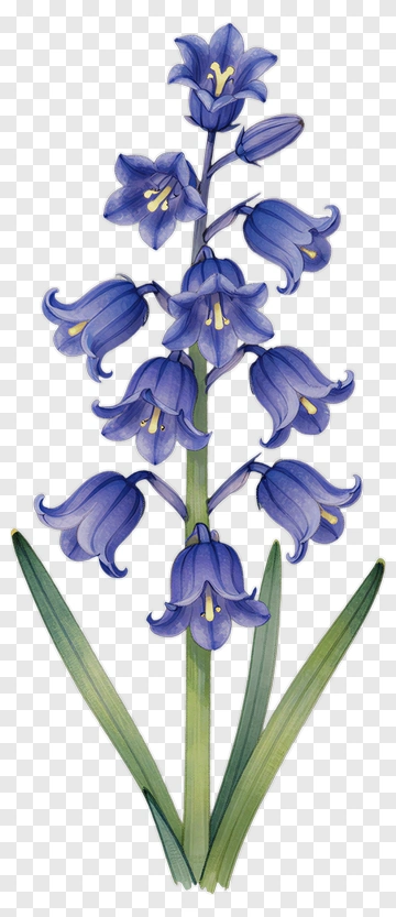 Bluebell Flower With Green Leaves PNG