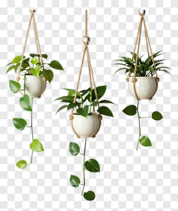 Hanging Plants With White Pots PNG