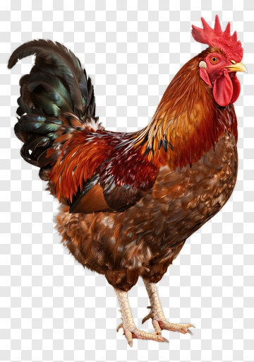 Rooster PNG