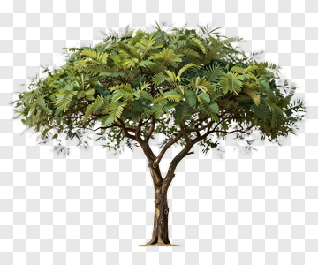 Detailed Tree With Dense Canopy PNG