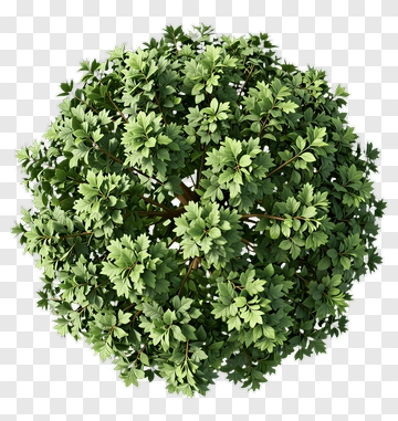 Round Top View Of A Leafy Tree PNG