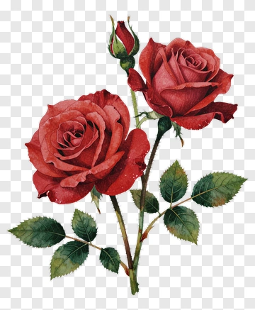 Watercolor Roses With Bud And Leaves PNG