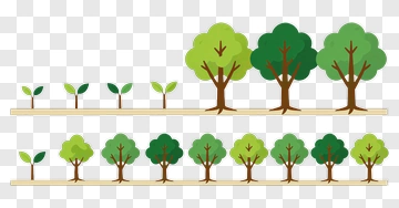 Tree Growth Stages PNG