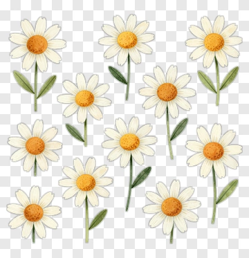 Watercolor Daisy Flowers PNG