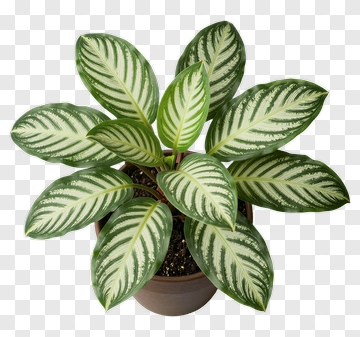 Beautiful Leafy Houseplant With Striped Leaves PNG