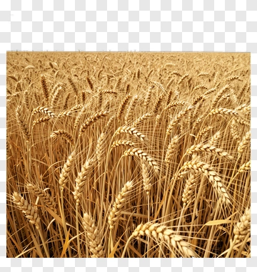 Golden Wheat Field Ready For Harvest PNG