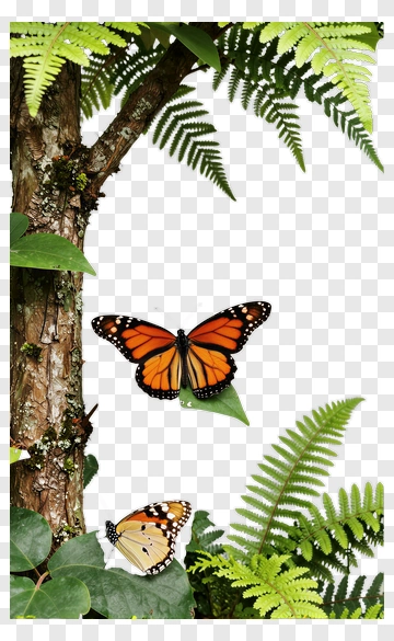 Monarch Butterfly On Fern Leaves PNG