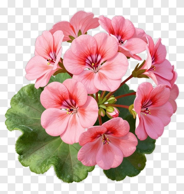 Pink Geranium Blossoms With Green Leaves PNG