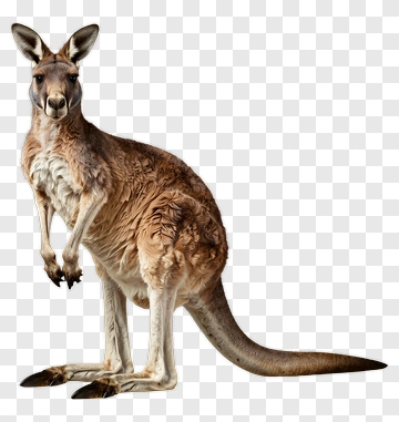 Kangaroo PNG