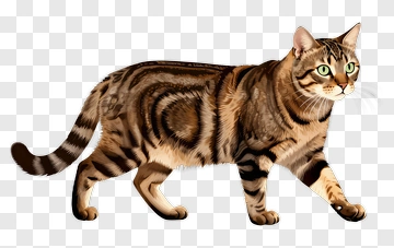 Bengal Cat Walking PNG