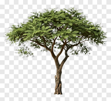 Tree With Dense Foliage PNG