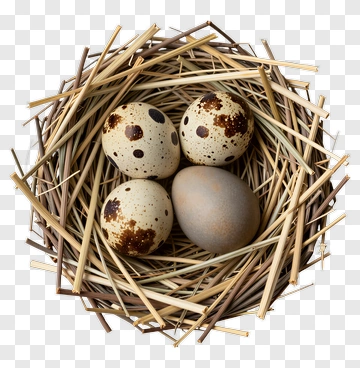 Bird Nest With Eggs PNG